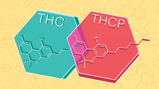 Qu’est-ce que le Thc-p et quelle est son histoire