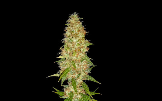 Pourquoi consommer du h4cbd ?
