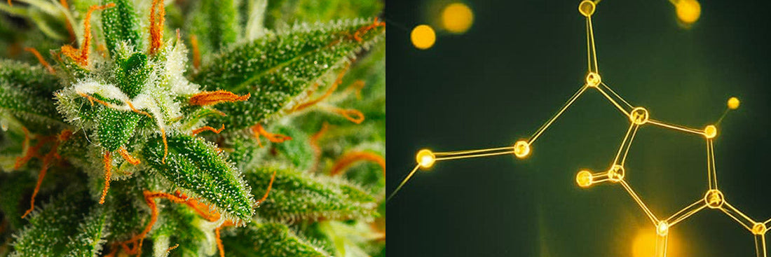 Tout savoir sur la molécule de CBN