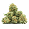 Mini Bud Lemon G13