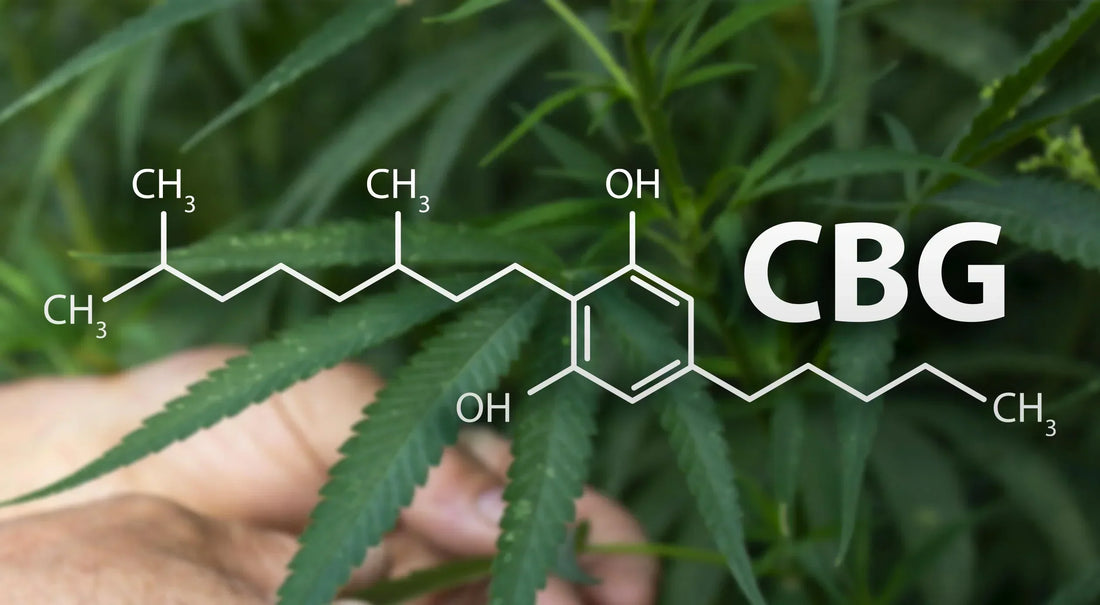 cannabinoïde CBG