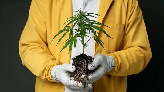 cannabiculteur avec plant de cannabis légal CBD