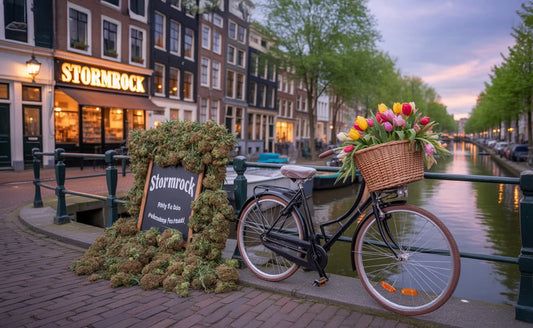 amsterdam genetics CBD