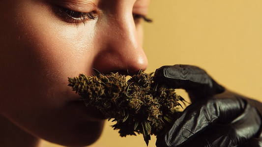 Quelles différences entre le chanvre et le CBD ?