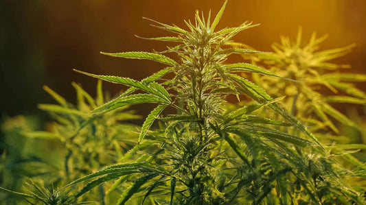 plante de cannabis cbd avec effet d'entourage