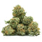 SMALL BUD JACK HERER - Stormrock