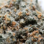 "OG KUSH - Stormrock"