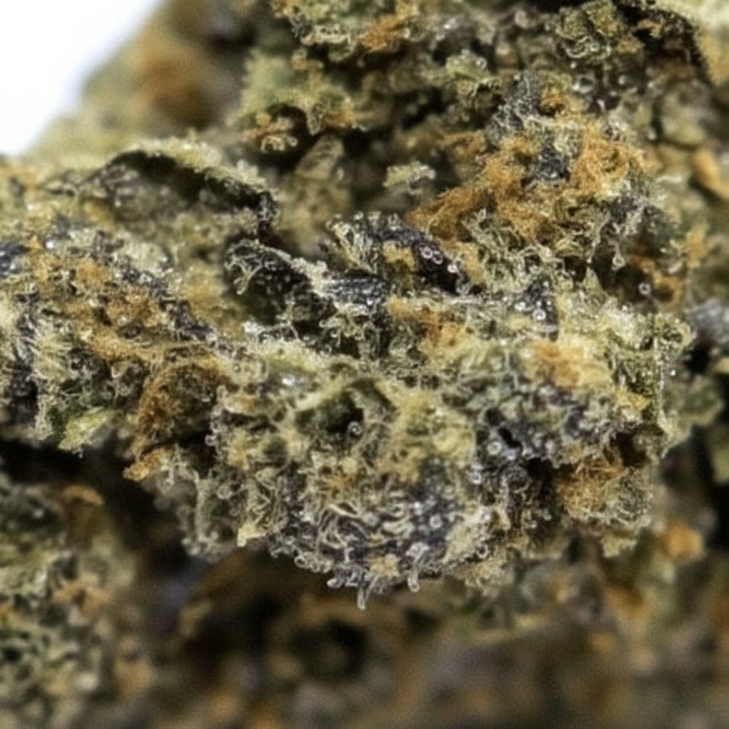ZKITTLEZ - Stormrock
