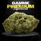 GORILLA GLUE #4