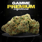 BUBBLE GUM (🇳🇱AMSTERDAM GENETICS) - Stormrock