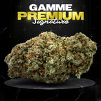 AMNESIA HAZE (🇳🇱AMSTERDAM GENETICS) - Stormrock