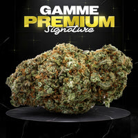 AMNESIA HAZE (🇳🇱AMSTERDAM GENETICS) - Stormrock