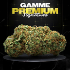 TROPICAL HAZE - Stormrock