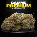 NORTHERN LIGHTS - Stormrock