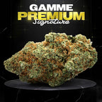 G13 HAZE - Stormrock