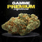 G13 HAZE