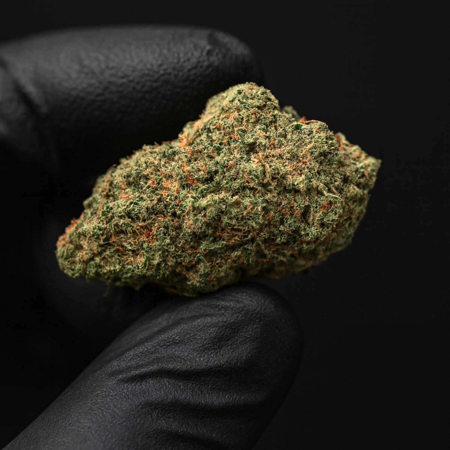 COOKIE GELATO - AMSTERDAM GENETICS - Stormrock