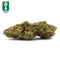 DURBAN POISON - AFRIQUE DU SUD
