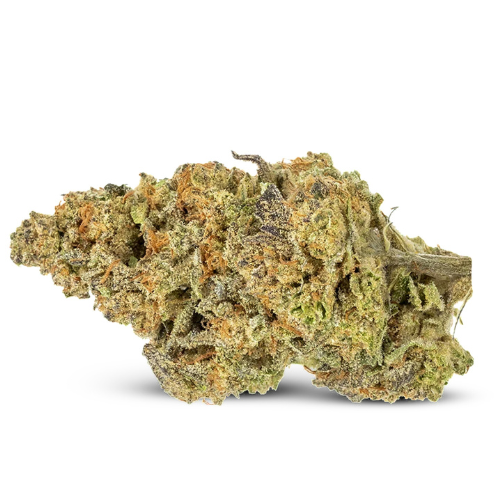 TROPICAL CHERRY (🇳🇱AMSTERDAM GENETICS) - Stormrock