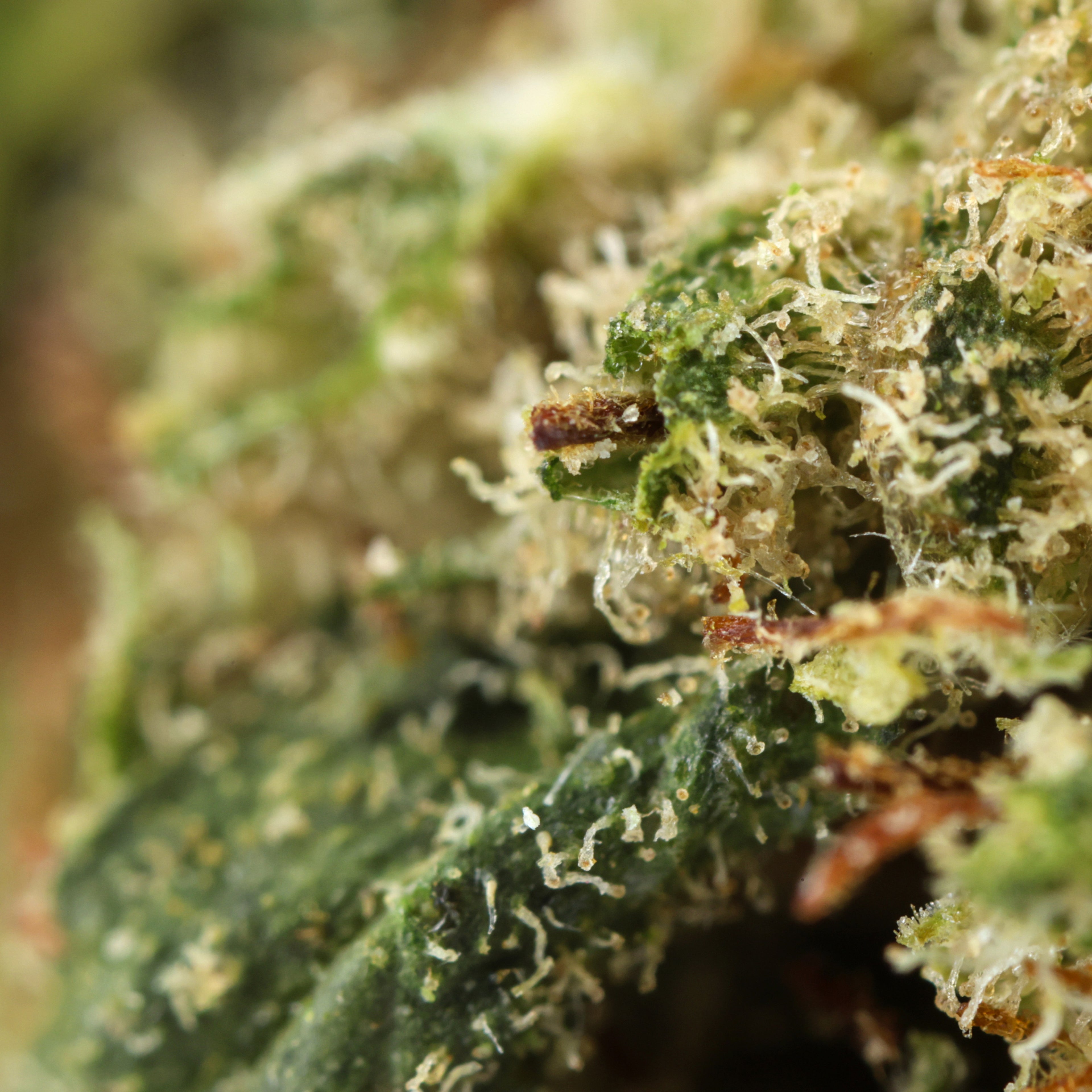 Royal Cheese - Stormrock