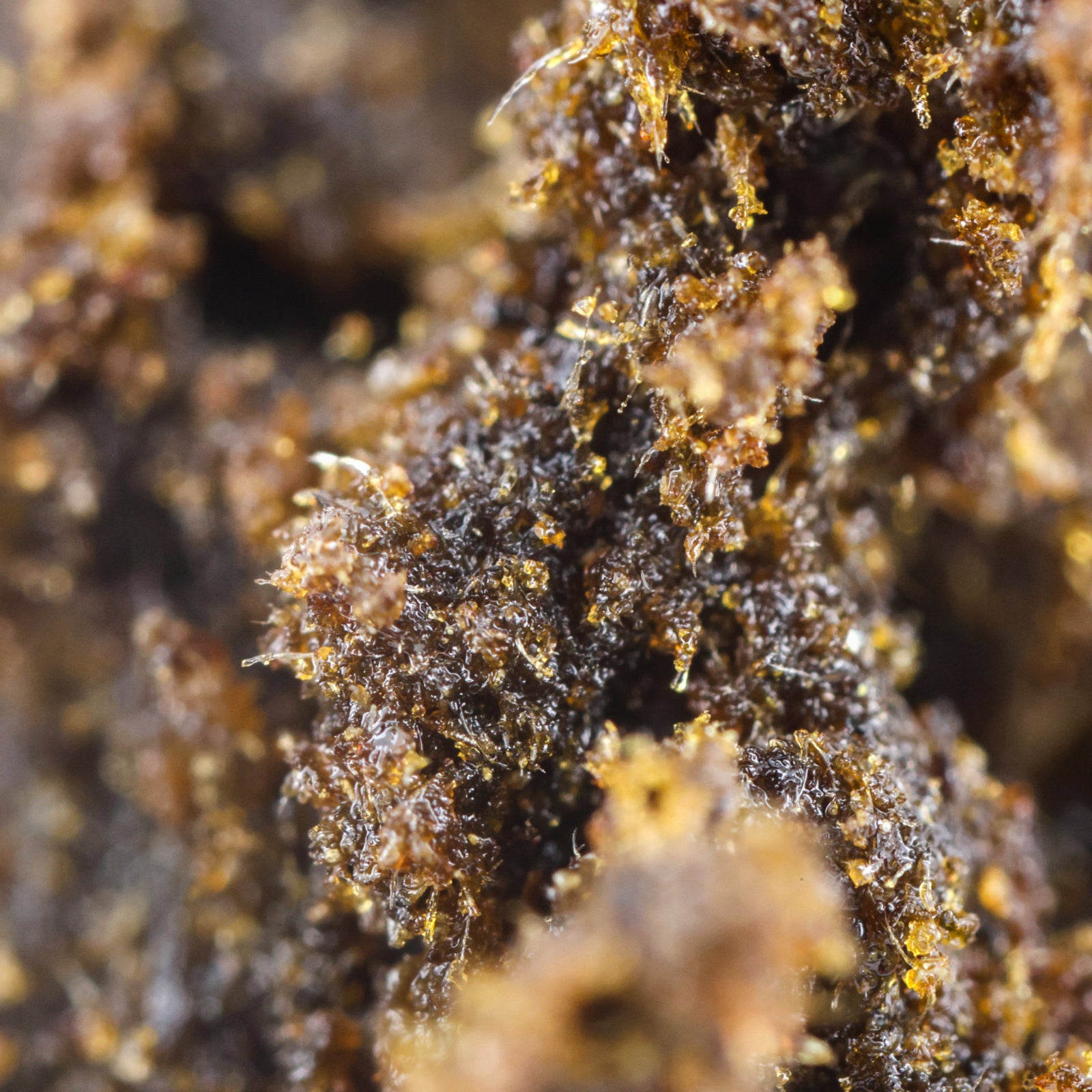 Temple Ball Strawberry - Stormrock