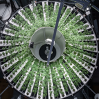 Tropical Runtz - Trim