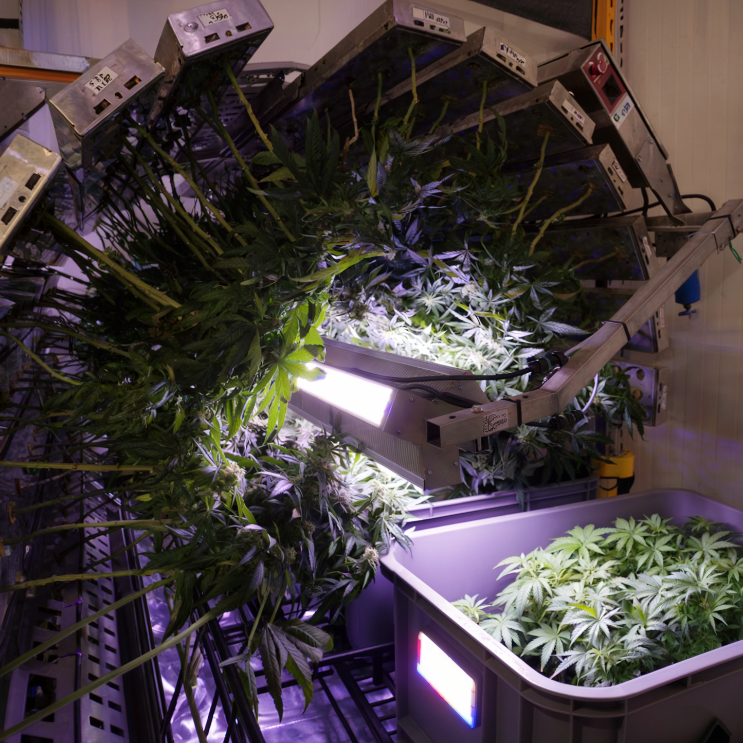 Tropical Runtz - Small Bud