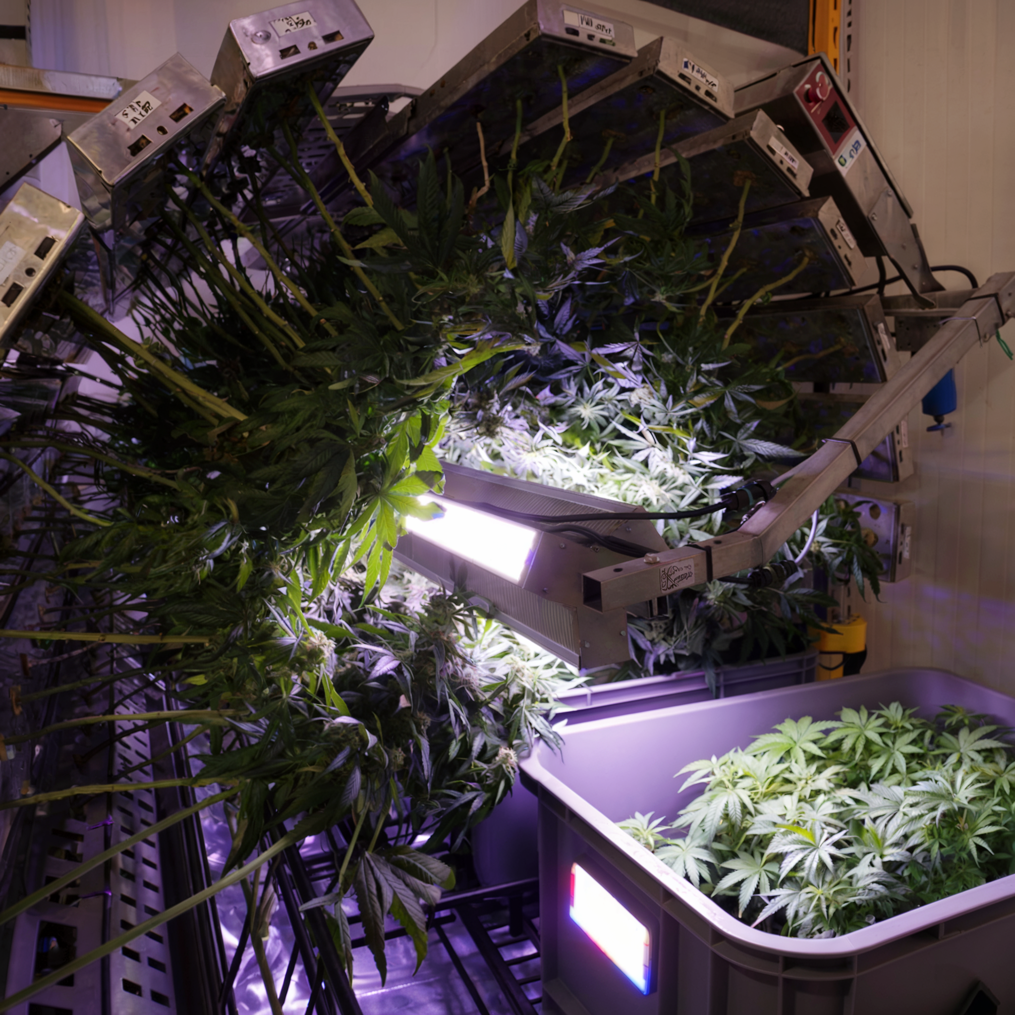 Tropical Runtz - Trim