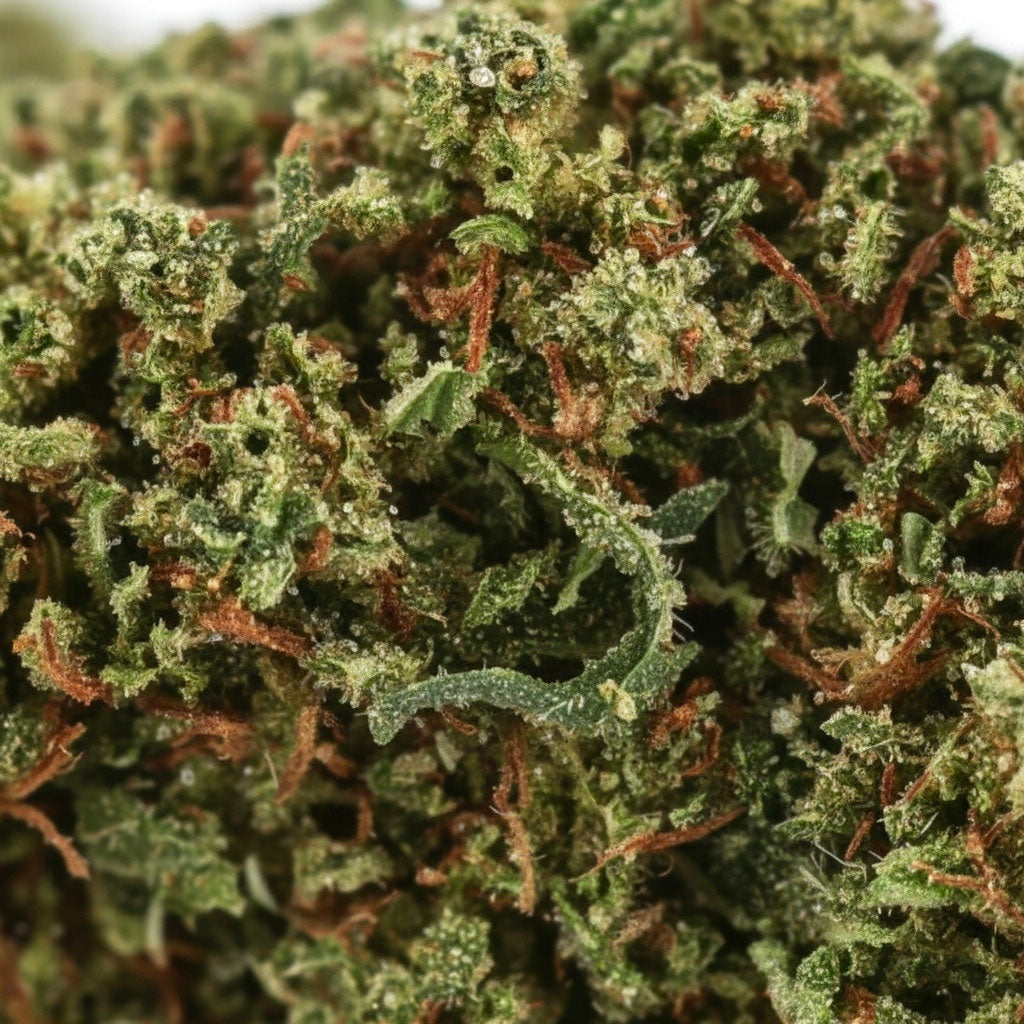 KALI HAZE (🇯🇲 JAMAICAN GENETICS) - Stormrock