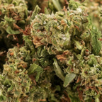 Maui Wowie (🇺🇸 American Genetics) - Stormrock