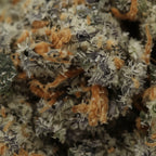 MASTER KUSH - Stormrock