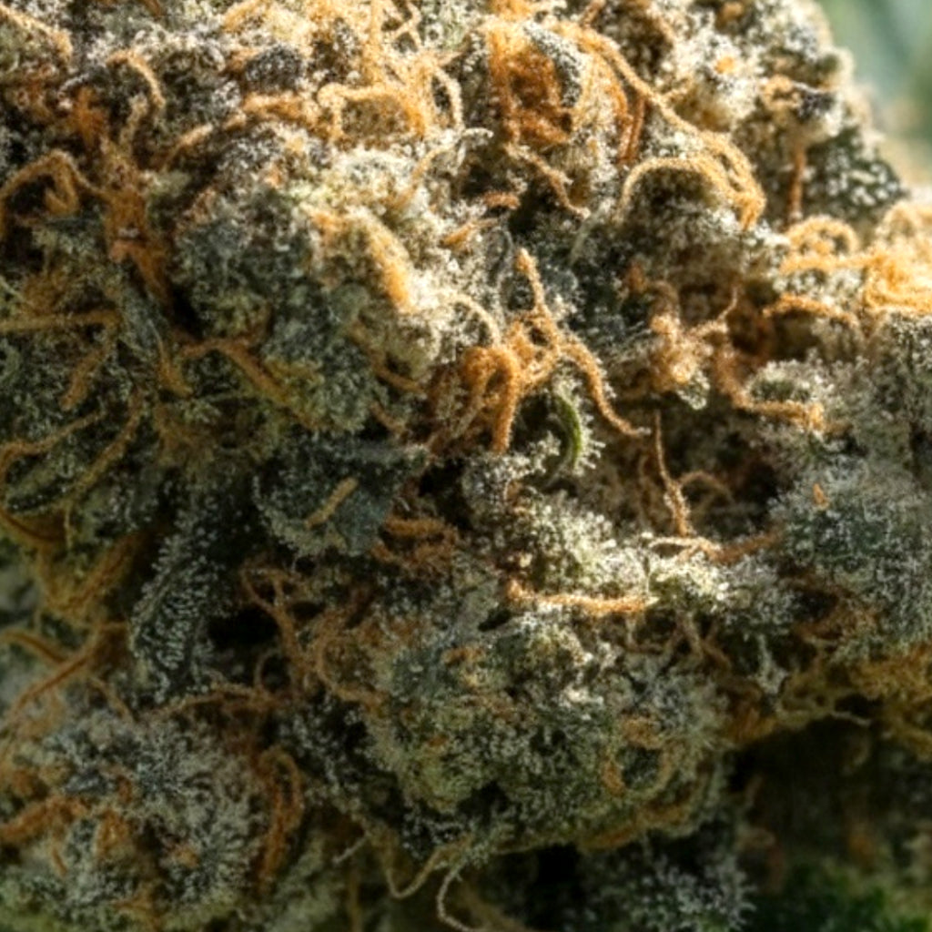 ORANGELLO KUSH - Stormrock