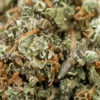 AMNESIA HAZE (🇳🇱 AMSTERDAM GENETICS) - Stormrock