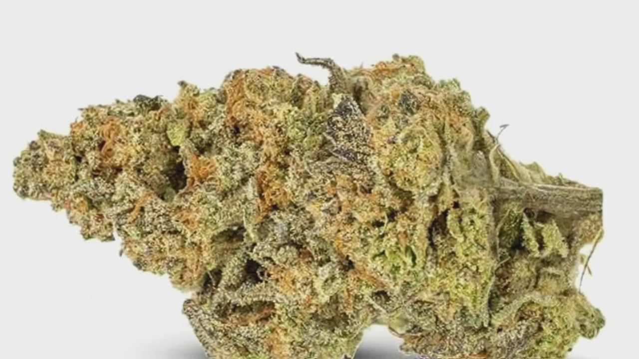 TROPICAL CHERRY (🇳🇱 AMSTERDAM GENETICS)