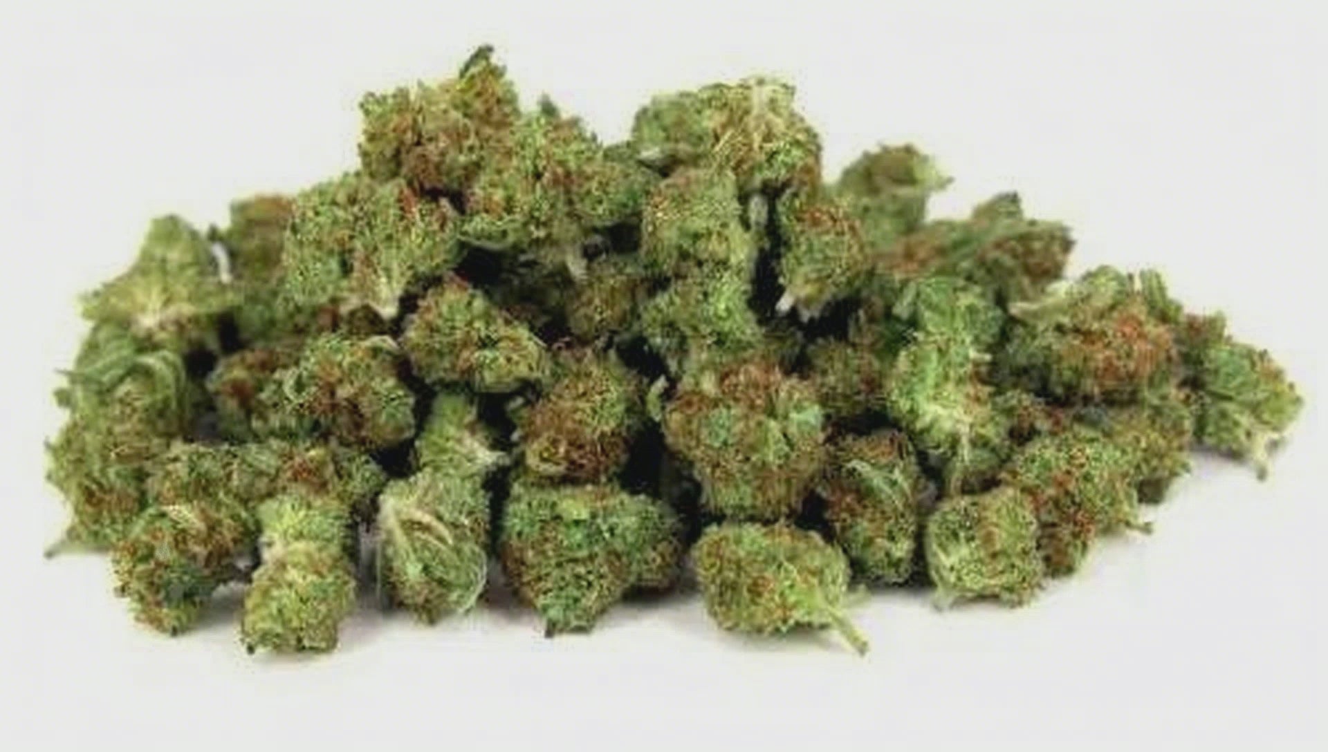 MINI-BUD PREMIUM