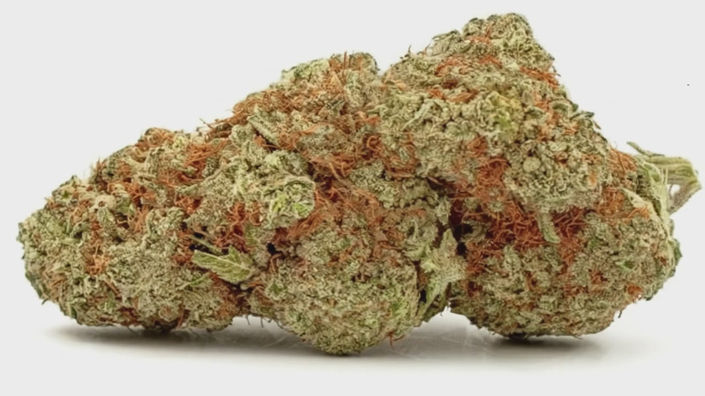 SKUNK #1 (🇺🇸 CALIFORNIA GENETICS)